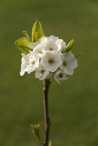 山茱萸,枝,山茱萸花,开花的山茱萸,箭木,垂直画幅,枝繁叶茂,无人,夏天,户外