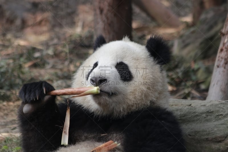 大熊猫,中国,成都,小熊,幼兽,竹,熊,自然,美,野生动物