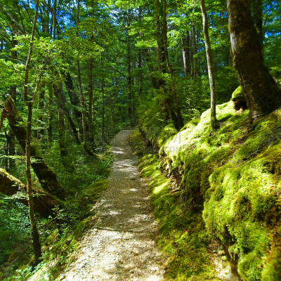 新西兰,小路,桨叉架船,地形,户外,自然,风景,生活方式,图像