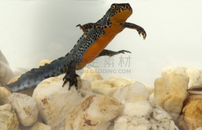 蝾螈,阿尔卑斯山,普通蝾螈,水,野生动物,水平画幅,无人,野外动物,德国,两栖纲