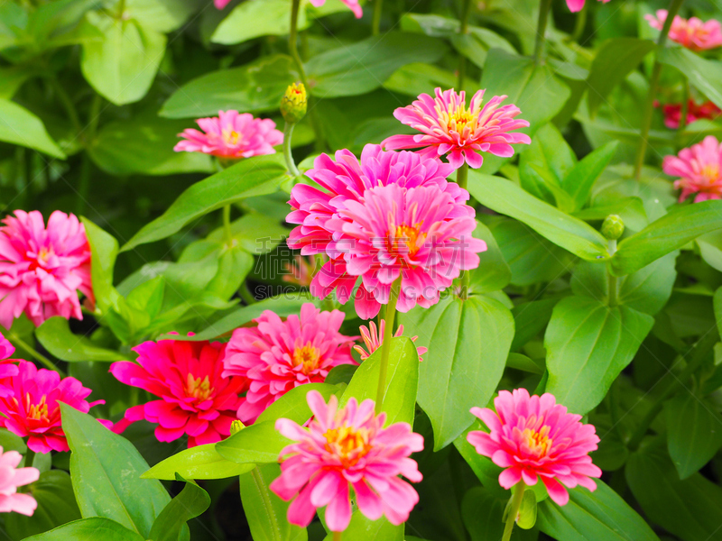 彩色图片,自然,鱼尾菊,粉色,背景,自然美,美,水平画幅,无人,夏天