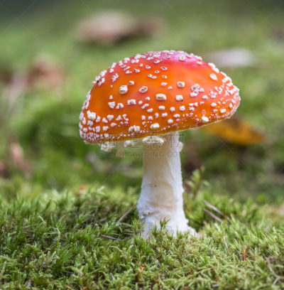 毒蝇菇,自然,垂直画幅,式样,秋天,无人,有毒生物体,斑点,蘑菇,户外