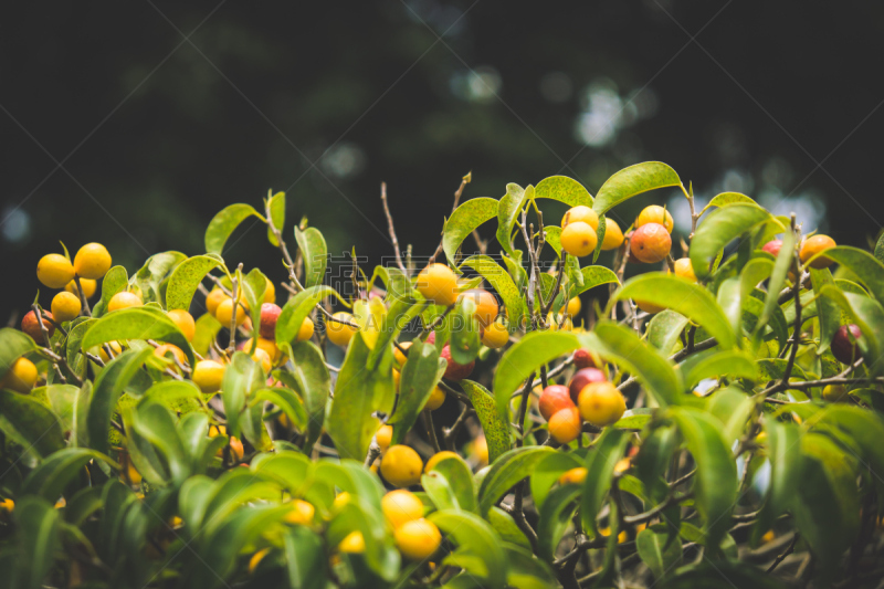 水果,无花果树,水平画幅,枝繁叶茂,无人,户外,越南,植物,热带气候,植物学