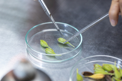 植物,微生物,实验室,技能,农业,科学实验,遗传研究,技术,泰国,细胞