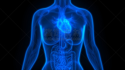 生理学,人类心脏,人类肾脏,人类肺脏,人的头部,血流动,主动脉