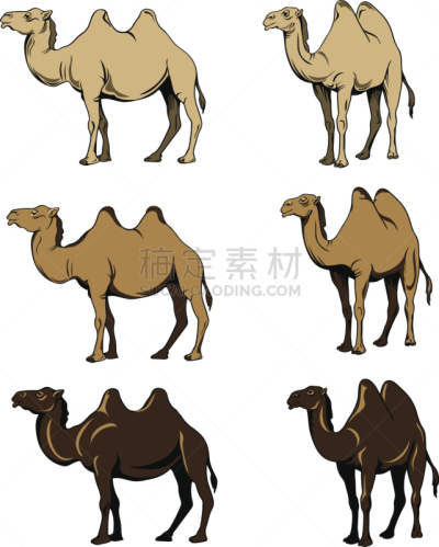 图像,骆驼,三只动物,多样,驼队,驼峰,护送队,符号,垂直画幅,哺乳纲