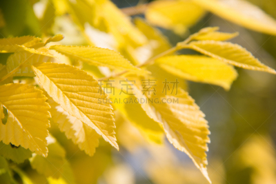 Yellow leaves