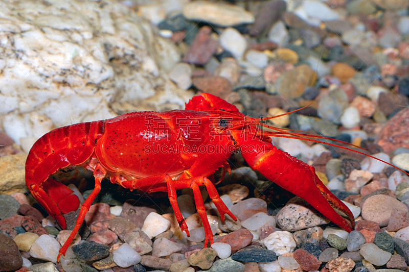 红色,螯虾,自然,煮食,水平画幅,2015年,清新,河流,特写,美味