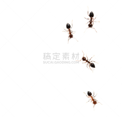 白色背景,蚂蚁,无人,哈萨克斯坦,网球运动,毛啄木鸟,图像,水平画幅,影棚拍摄,筑巢处