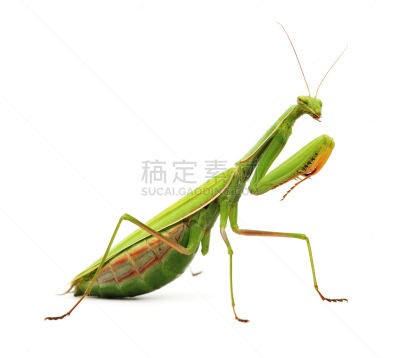 螳螂,白色背景,动物头,昆虫,怪异,触角,甲虫,动物,背景分离,四肢