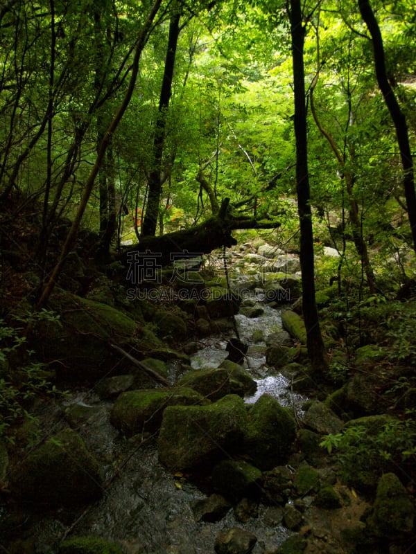 屋久岛,鹿儿岛县,日本,森林,自然,垂直画幅,公主,苔藓,旅行者,绳文杉