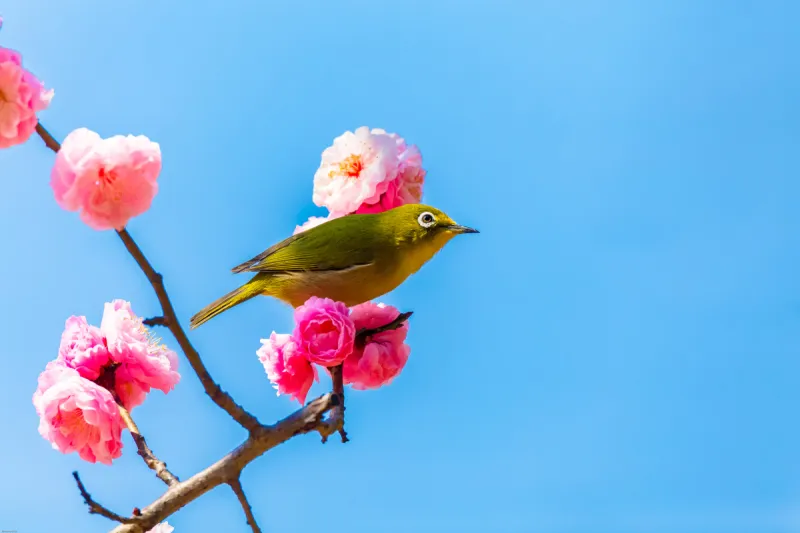 梅花动物 梅花动物图片 梅花动物素材下载 稿定素材