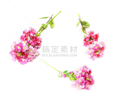 草夹竹桃属,粉色,清新,白色背景,仅一朵花,半透明,自然,数字增强,水平画幅,无人