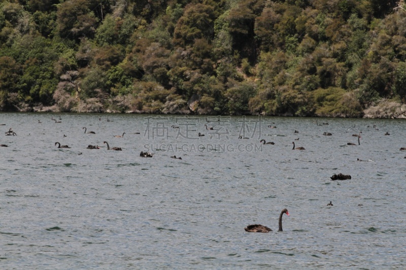 湖,罗托鲁阿,新西兰,waimangu thermal park,水,水平画幅,lake tarawera,无人,火山地形,户外