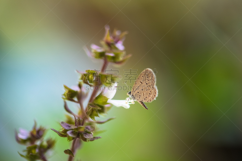 自然,背景,蝴蝶,泰国罗勒,灰蝶科,甲虫,水平画幅,无人,特写,泰国