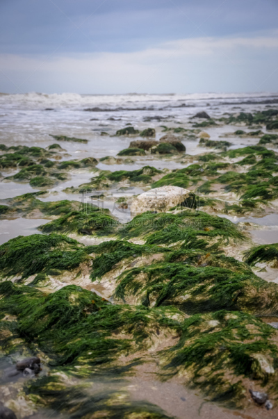 英国,海滩,苔藓,伊斯特本,石头,湿,空的,热带气候,海岸线,岩石