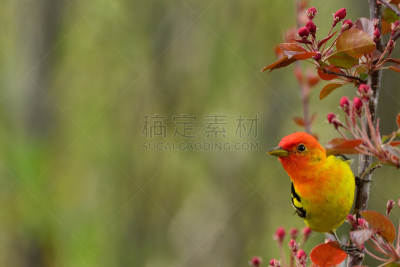 西部裸鼻雀,爱达荷,自然,非都市风光,水平画幅,绿色,橙色,无人,鸟类,树