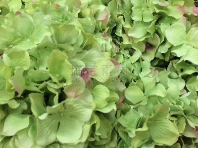 绿色,埃及,花卉商,自然,水平画幅,橙色,玫瑰,户外,中东,园林