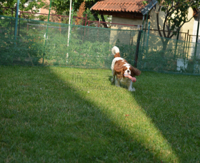 草坪,查理王小猎犬,可爱的,纯种犬,肖像,玩具,寻回（动物习性）,狗,哺乳纲,哈巴狗