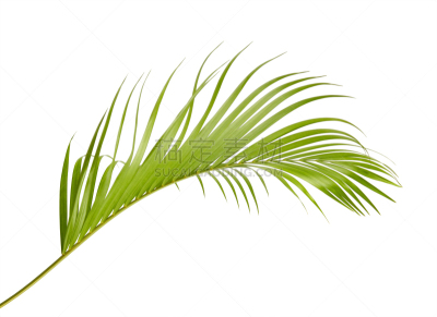 棕榈树,剪贴路径,灌木,白色背景,分离着色,黄色,槟榔属,散尾葵,鸡尾酒,柳条