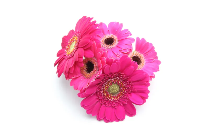 白色背景 非洲菊 花束 红色 背景分离 粉色 图像 非洲雏菊 色彩鲜艳 多色的图片素材下载 稿定素材