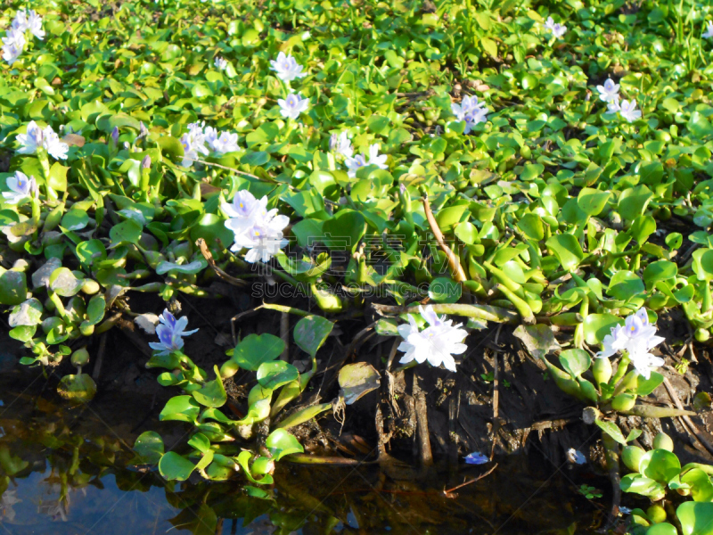 河流,仅一朵花,水生植物,凤眼莲,自然,植物,水平画幅,无人,2015年,户外