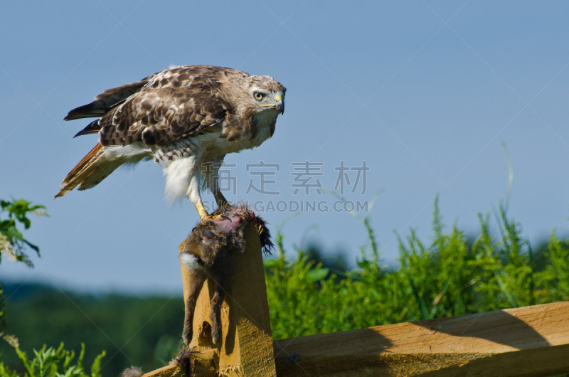 红尾鹰,捕获的,捕猎行为,自然,褐色,野生动物,食肉鸟,水平画幅,鸟类,吃