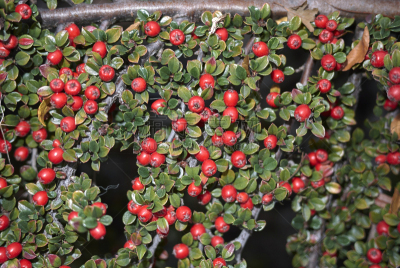 平枝荀子,环境,浆果,色彩鲜艳,蔷薇科,植物,背景,户外,园艺,花坛