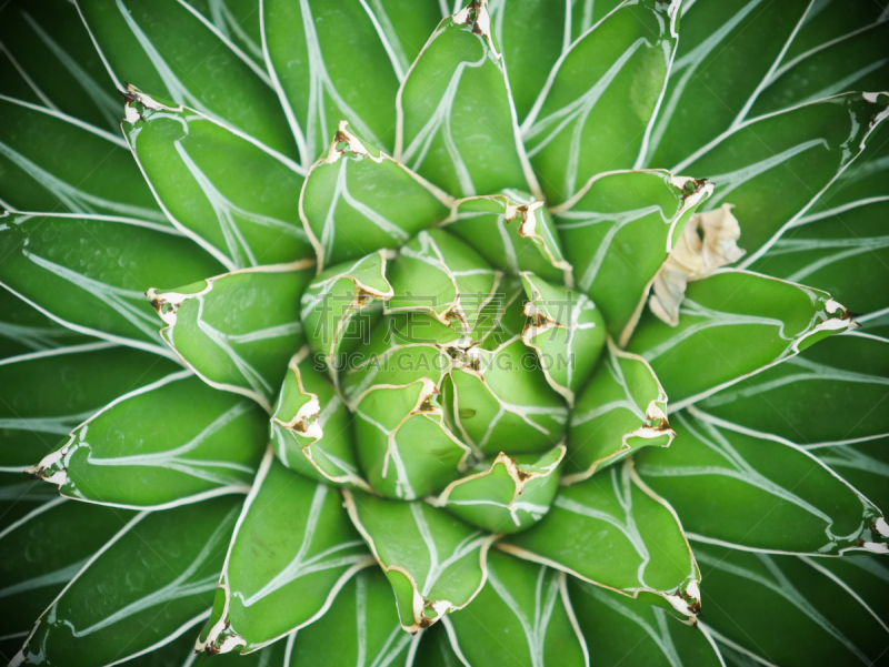 Top view of cactus