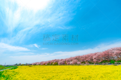 樱花,日本,城市,崎玉县,埼玉市,芸苔,东京,早晨,天空,鼓