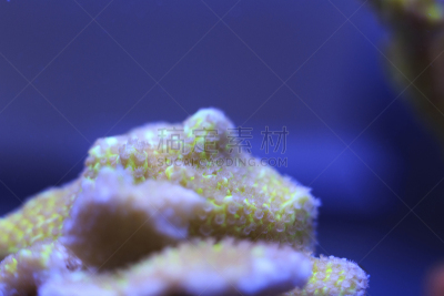 珊瑚,手指珊瑚绒,珊瑚虫,软珊瑚,水,水平画幅,纹理效果,水下,组物体,特写