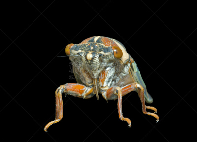蝉,弗朗西斯·克里克,动物长鼻,自然,正面视角,无脊椎动物,野生动物,水平画幅,噪声,动物身体部位