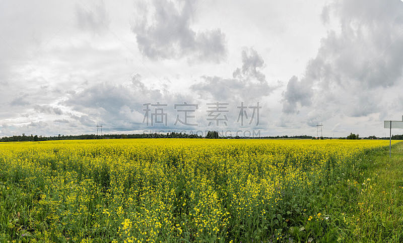 田地,绿色,云,巨大的,黄色,天空,美,水平画幅,无人,夏天