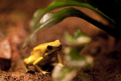 金毒蛙,巴拿马金蛙,箭毒蛙,稀缺,生物学,濒危物种,热带气候,野生动物,青蛙,脊椎动物