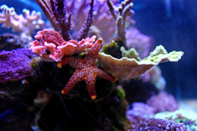 水族馆,海星,在下面,水,水平画幅,无人,海星化石,水下,特写,犹他