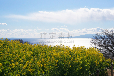 相模湾,海湾国家,油菜花,水平画幅,无人,日本,户外,海洋,农作物,冬天