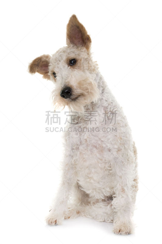 福克斯猎狐犬,雌性动物,垂直画幅,纯种犬,小的,进行中,梗犬,白色背景,背景分离,工作室