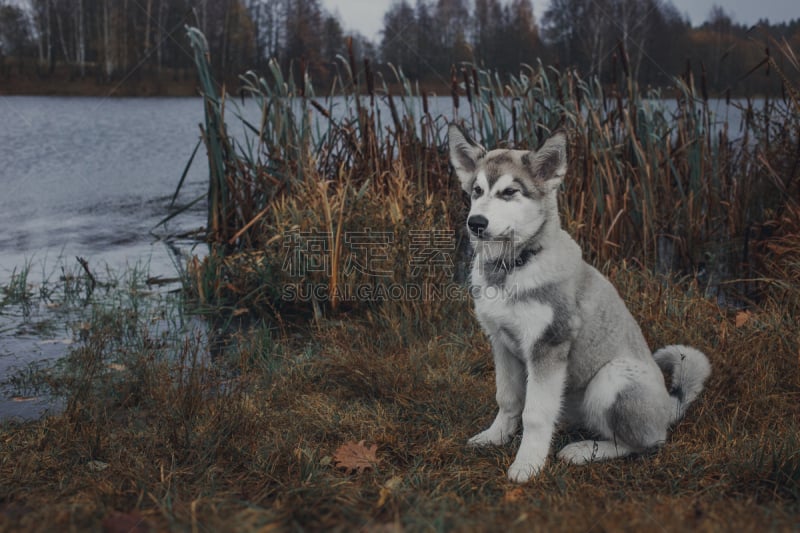 阿拉斯加雪橇犬,地形,秋天,小狗,爱斯基摩犬,雪橇犬,莱卡犬,自然,水平画幅,无人