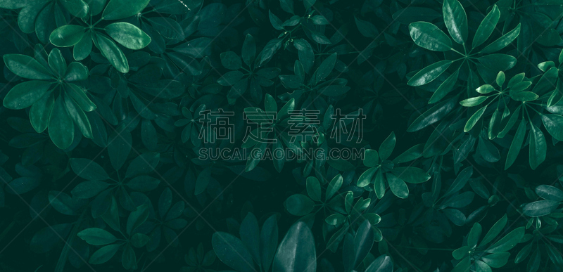 暗色,叶子,绿色,直立式花园,鸡尾酒,寒冷,清新,环境,泰国,枝繁叶茂