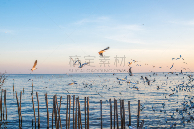 泰国,北揽,自然,水平画幅,无人,蓝色,鸟类,北榄府,户外,海洋