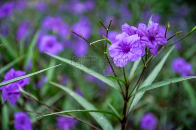 花朵,特写,荷花,水平画幅,枝繁叶茂,无人,异国情调,室内植物,热带气候,茉莉