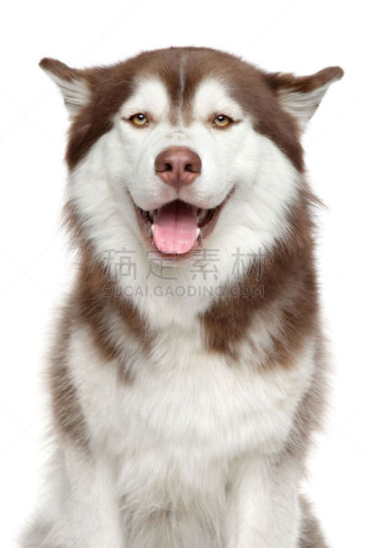 幸福,西伯利亚哈士奇犬,垂直画幅,美,褐色,纯种犬,肖像,小狗,幼小动物,动物主题
