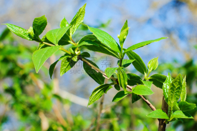 茉莉,春天,美,茶树,芳香的,水平画幅,无人,夏天,户外,特写