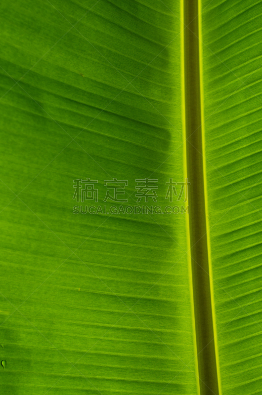 香蕉叶,细条纹布料,亮色调,叶脉,垂直画幅,枝繁叶茂,无人,图像,特写,明信片