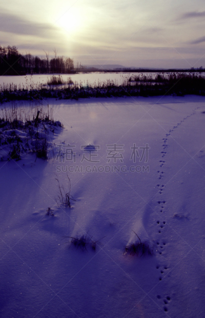 野兔,运动跑道,北极兔,动物留下的痕迹,日冕,垂直画幅,雪,无人,早晨,沼泽