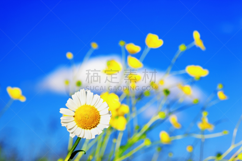 Chamomile among flowers