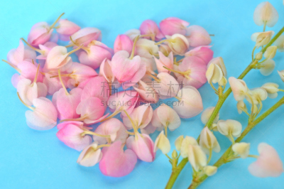 心型,墨西哥,攀缘植物,蓝花藤,卷须,水平画幅,形状,无人,蓝色,泰国