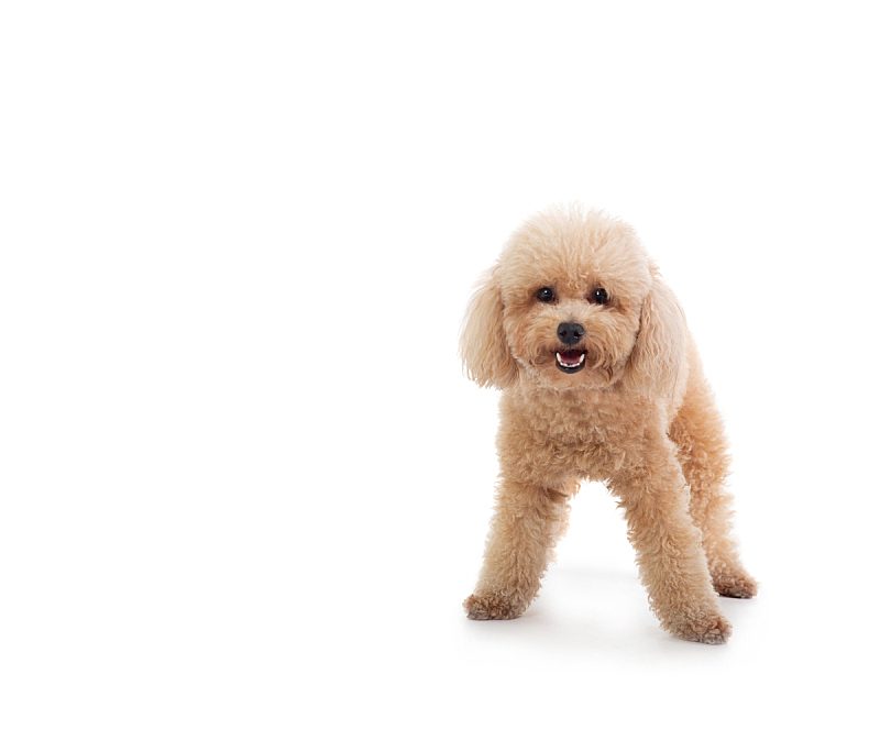 狗 白色背景 玩具贵宾犬 贵宾犬 垂直画幅 褐色 宠物 纯种犬 小的 可爱的图片素材下载 稿定素材 狗 白色背景 玩具贵宾犬 贵宾犬 垂直画幅 褐色 宠物 纯种犬 小的 可爱的图片素材下载 稿定素材