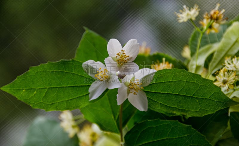 Jasminum officinale, common jasmine white flowers, bush olive family Oleaceae