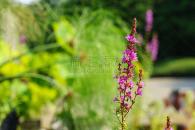 珍珠菜,美,留白,公园,水平画幅,枝繁叶茂,无人,夏天,户外,仅一朵花